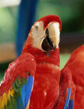 about-us-parrot-birds