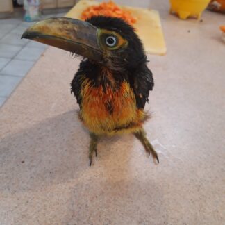 photo of a Collared Aracaris baby