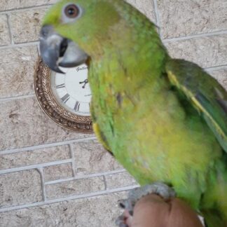 Yellow Nape Amazon Parrot Baby photo