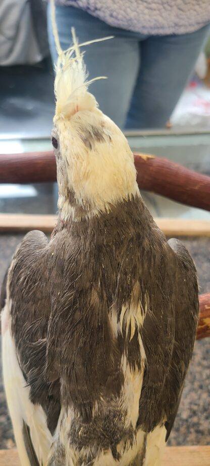 cockatiel photo