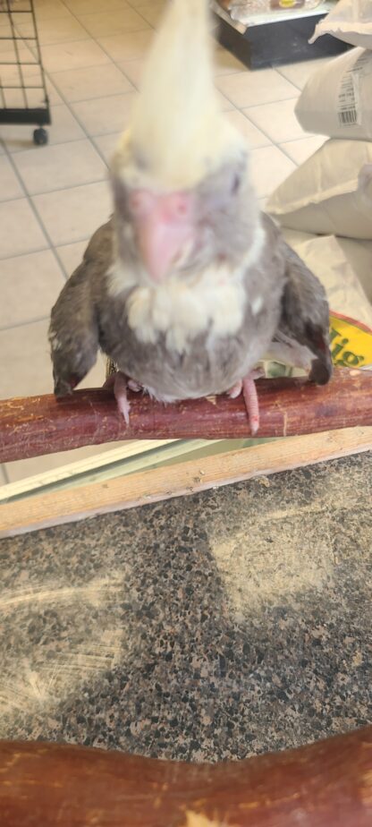 cockatiel photo