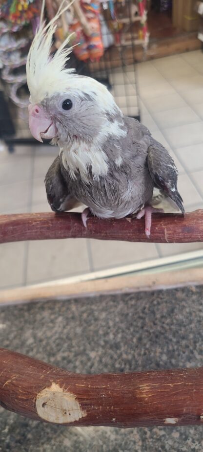 cockatiel photo