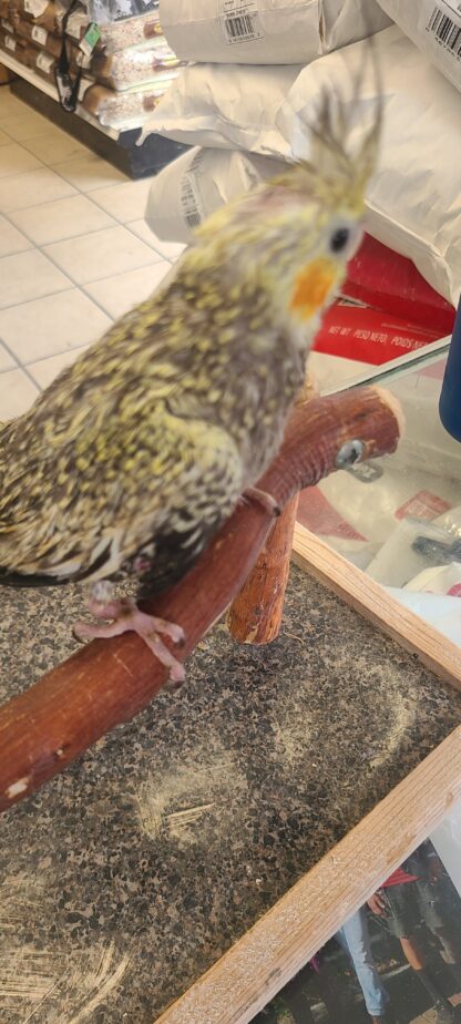 cockatiel photo