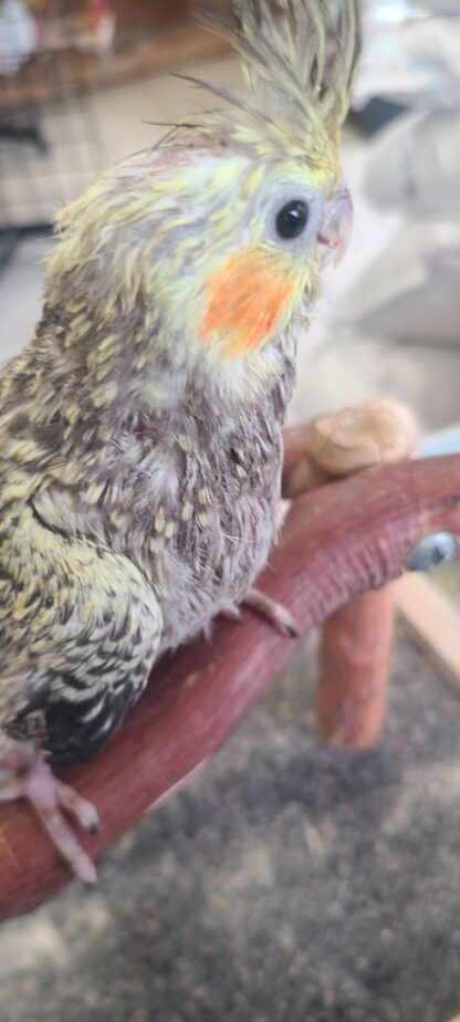 cockatiel photo