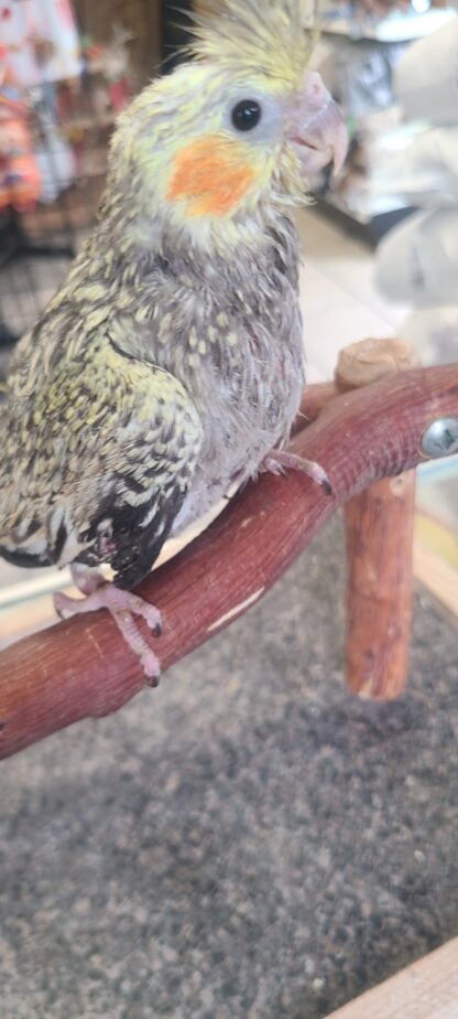 cockatiel photo