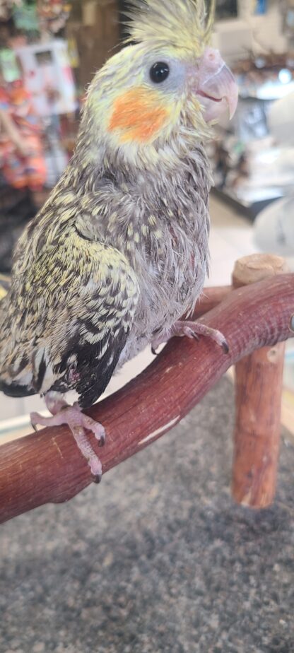 cockatiel photo