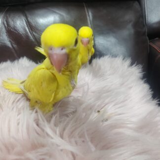 Yellow Indian Ringneck Babies - 2025 Hatch