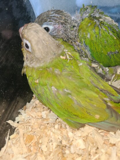 Green Cheek Conure Parrot baby - photo