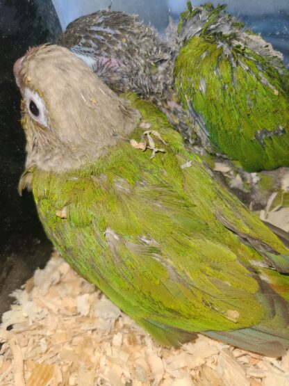 green cheek conure parrot babies - photo