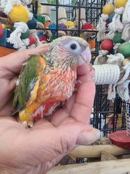 young green cheek conure parrot