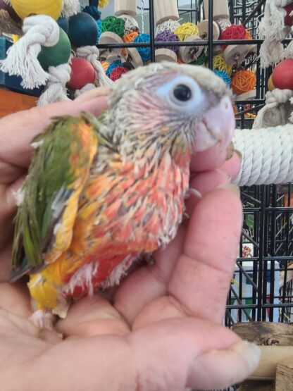 Green Cheek Conure Parrot babies 2024 Hatch! New Arrivals! - Image 6