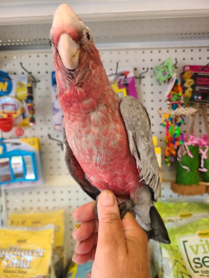 rose breasted cockatoo