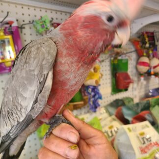 rose breasted cockatoo being held by hand in the store