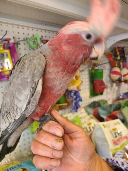 rose breasted cockatoo being held by hand in the store