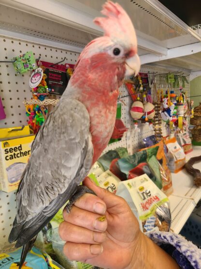 rose breasted cockatoo photo being held by hand