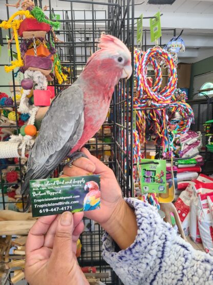 rose breasted cockatoo photo with store business card nest to it