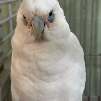 Bare Eyed Cockatoo photo