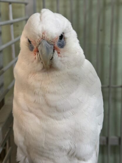 Bare Eyed Cockatoo photo