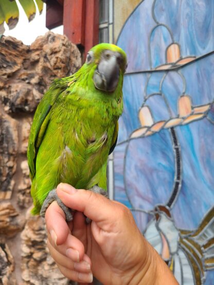 amazon parrot baby being held by hand - photo