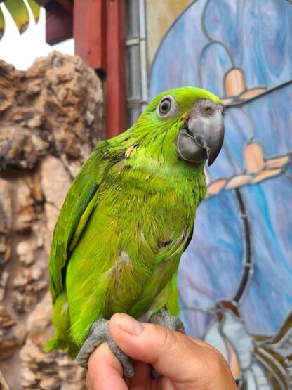 Amazon Parrot baby being held by hand - photo