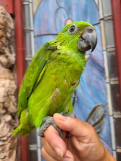 photo of someone holding an Amazon Parrot baby by hand