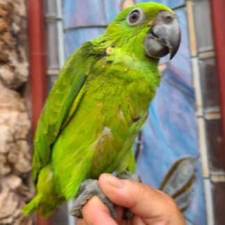 amazon parrot baby being held by hand - photo