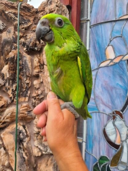 photo of someone holding an Amazon Parrot baby by hand