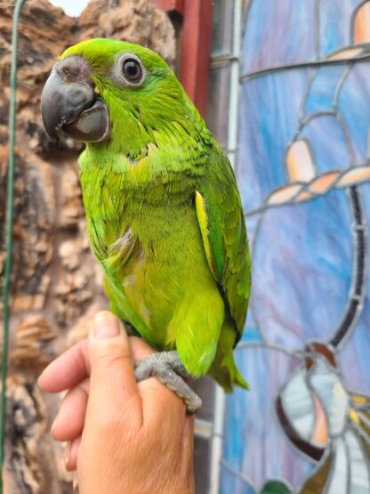 Amazon Parrot baby in store - photo