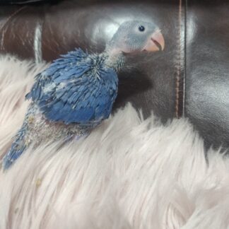 Indian Ringnecks - Violet Babies