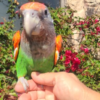 photo of a Cape Parrot being held in a persons hand