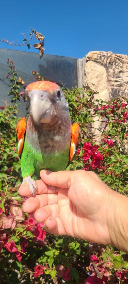 photo of a Cape Parrot being held in a persons hand