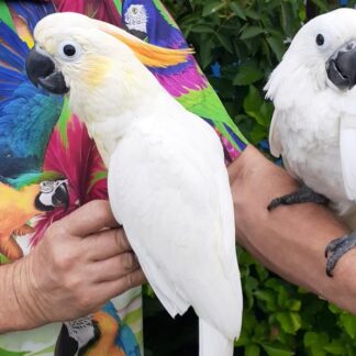 cockatoo photo