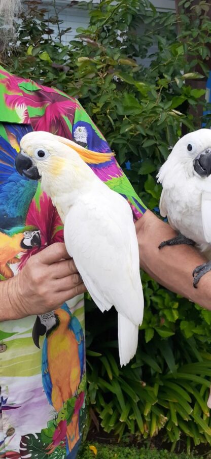 cockatoo photo