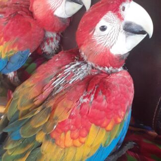 2 ruby macaw babies laying together on an armchair