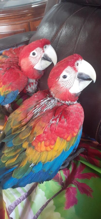 2 ruby macaw babies laying together on an armchair