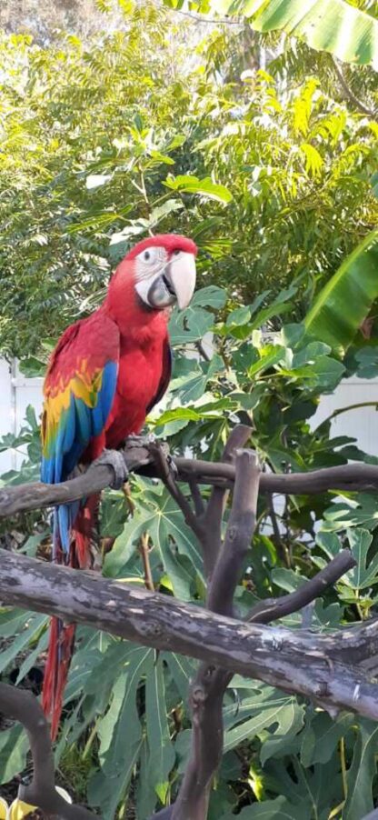 Ruby Macaw ;photo