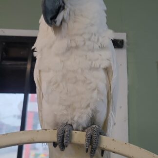 photo of an Umbrella Cockatoo baby on a perch