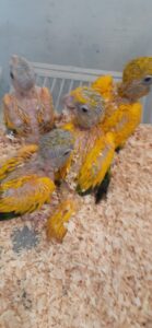 Golden Conure Parrot Babies photo 4 in photo 