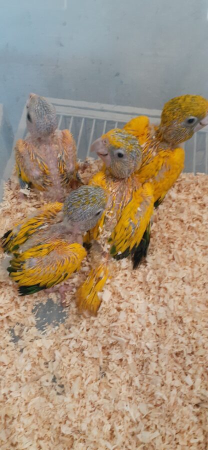 Golden Conure Babies - late June 2024 Hatch - Image 4