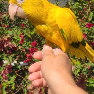 Golden Conure parrot photo