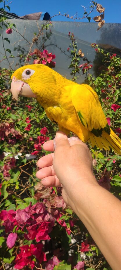 Golden Conure parrot photo