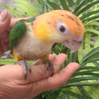 White Belly Caique Parrot - 2 years old - Tame & Gorgeous