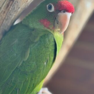 photo of a Mitred Conure Parrot