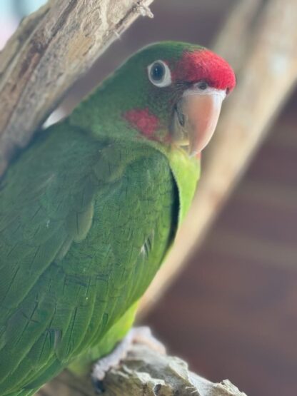 photo of a Mitred Conure Parrot