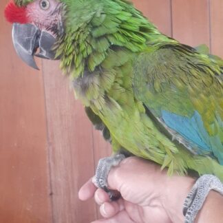 photov of a female military macaw being held on a hand by a person's thumb and fingers