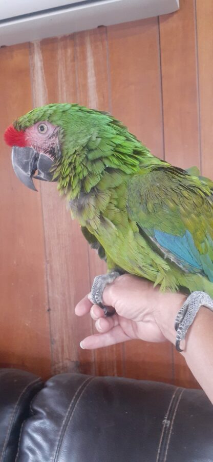 photov of a female military macaw being held on a hand by a person's thumb and fingers