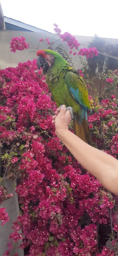 Military Macaws - 1 Male & 1 Female - Image 4