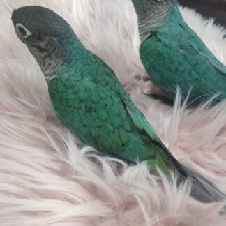 Turquoise Green Cheek Conure Parrot Babies - New 2025 Hatch