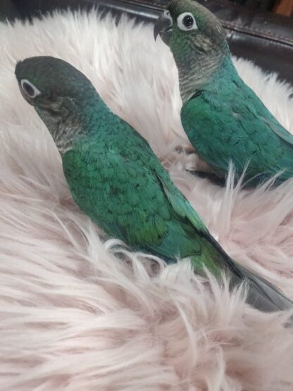 Turquoise Green Cheek Conure Parrot Babies - New 2025 Hatch