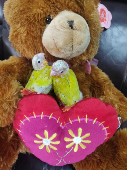Sun Cheek Conure Parrot Babies - Image 3
